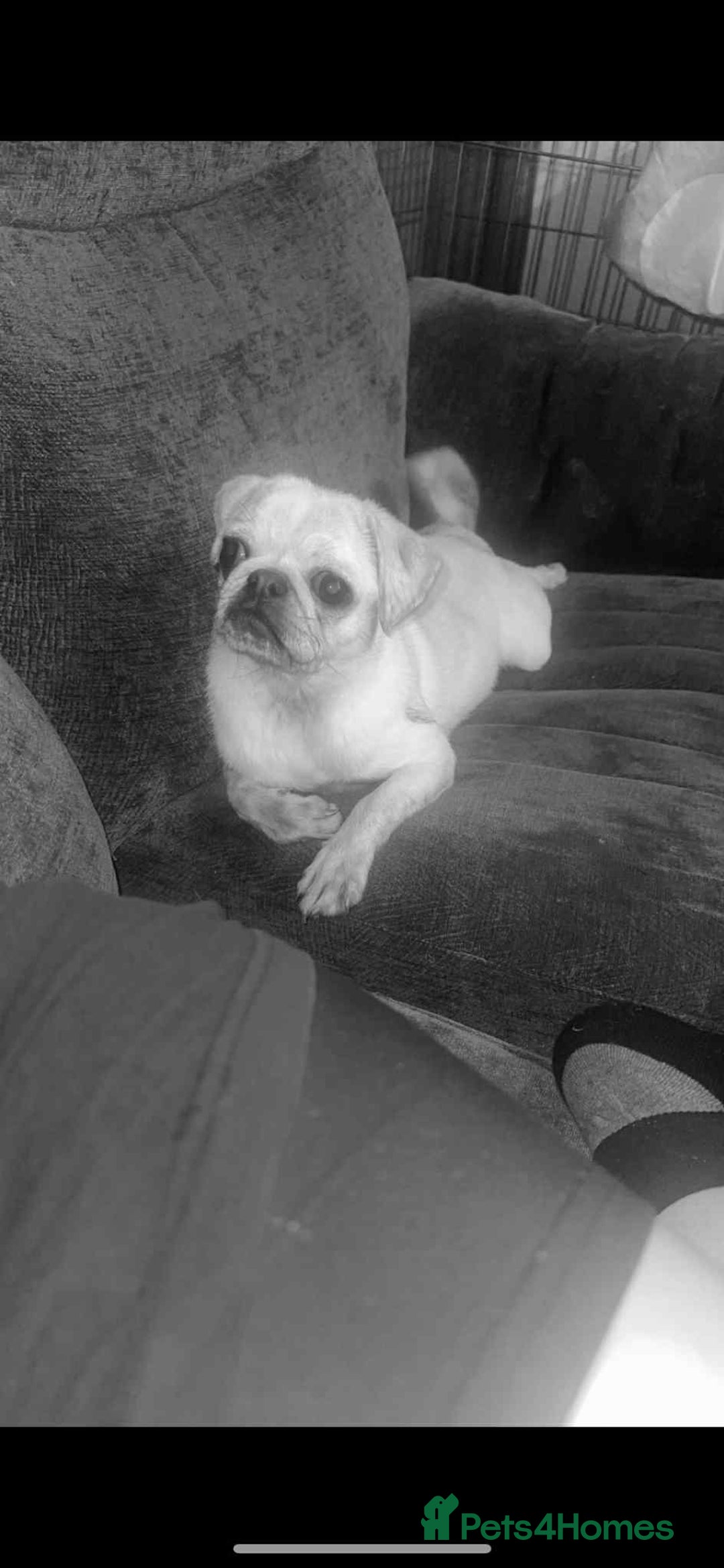 Pug dogs for sale: Sky the pug  - Image 3