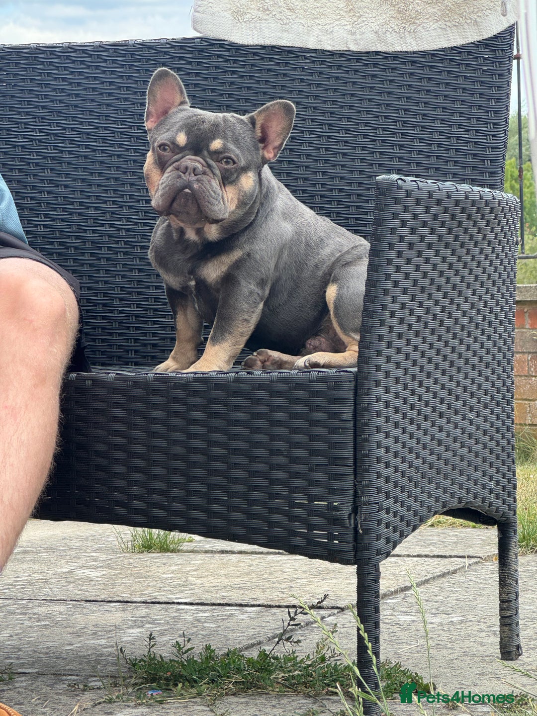 French Bulldog dogs for sale: Homie lines meet temple felson line  - Image 9