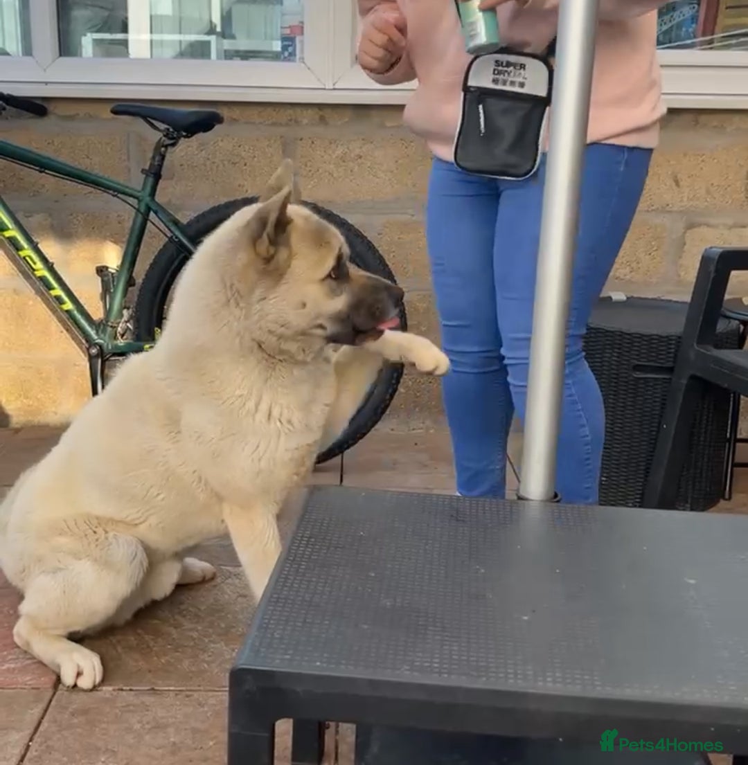 Akita dogs for sale: Akita 2 years old  - Image 2