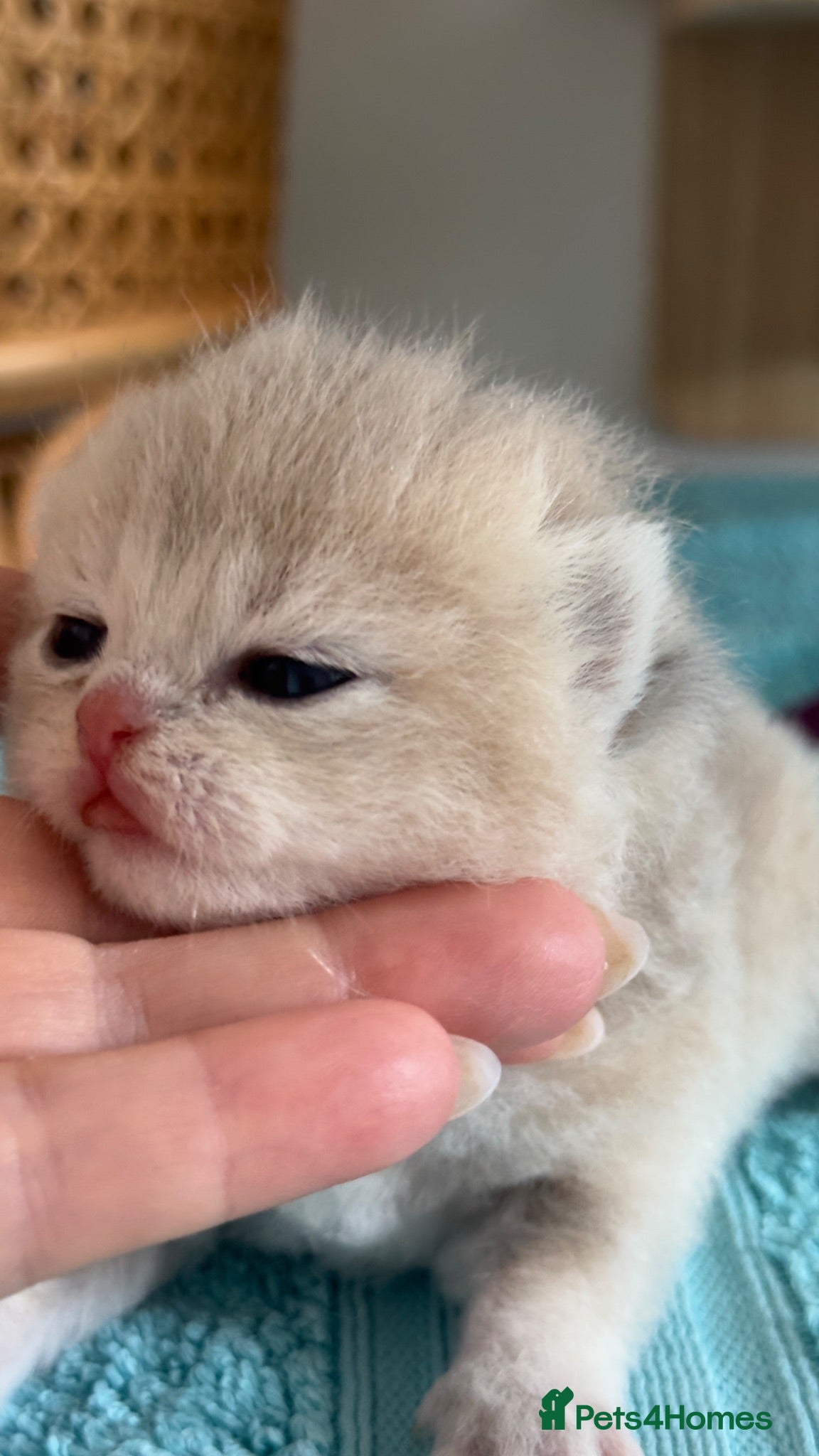 British Shorthair cats BSH Golden kittens Ecx show quality, Tica reg  - Advert 1