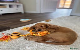 Cocker Spaniel dogs for sale: 14 Week Old Cocker Spaniel Puppy - Image 3