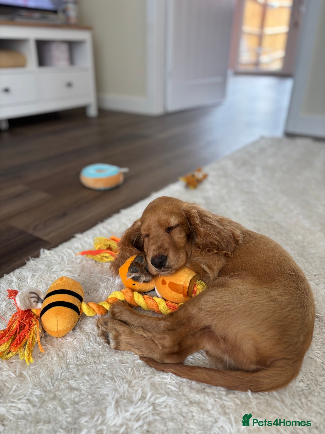 Cocker Spaniel dogs for sale: 14 Week Old Cocker Spaniel Puppy - Image 3