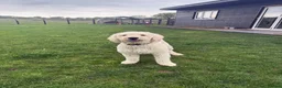 Goldendoodle dogs for stud: F1 Goldendoodle for stud  - Advert 3