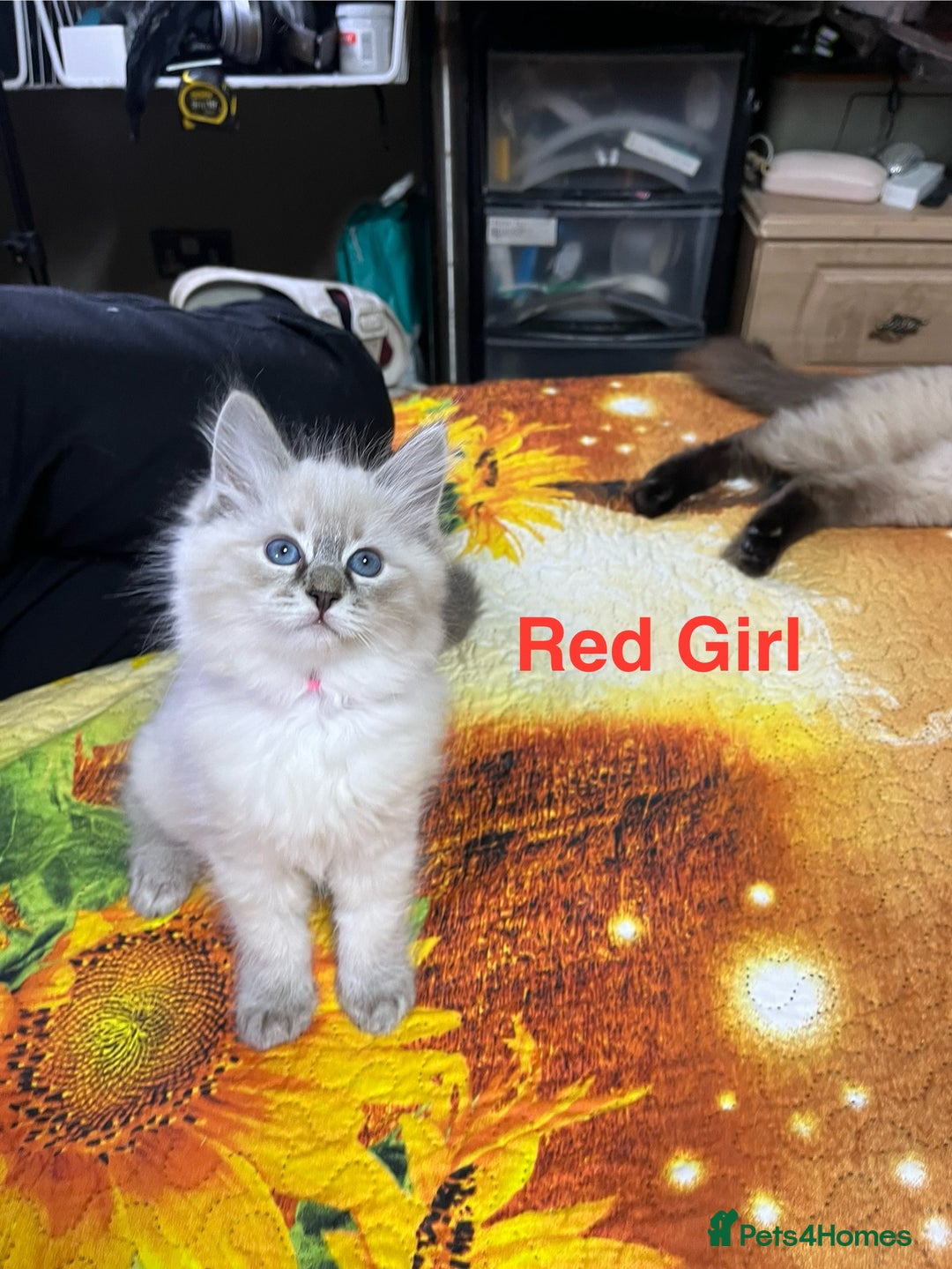 Ragdoll cats for sale: ❗️❤️5 Incredibly Beautiful Ragdoll Kittens❤️🐈  - Image 37