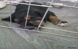 Mixed Breed dogs for sale: Border collie x irish setter pups *READY 3RD SEP* - Image 37