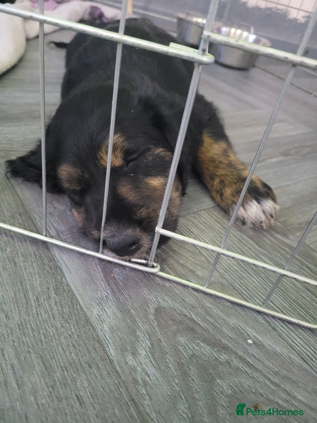 Mixed Breed dogs for sale: Border collie x irish setter pups *READY 3RD SEP* - Image 37