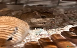 Gerbil rodents for sale: 6 Months Male Gerbils w/ Skyline Falco 80  + more - Image 2