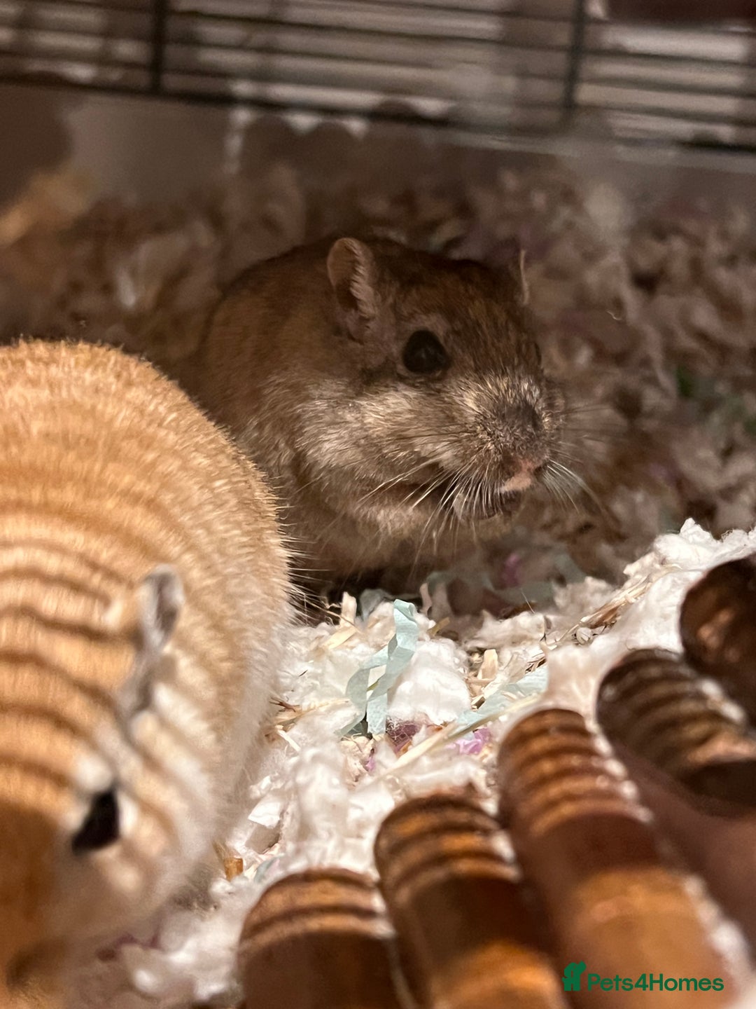 Gerbil rodents for sale: 6 Months Male Gerbils w/ Skyline Falco 80  + more - Image 2
