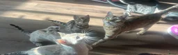 Bengal cats for sale: Supper friendly TICA registered kittens  - Advert 5