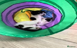 British Shorthair cats for sale: Male and Female kittens  - Image 5