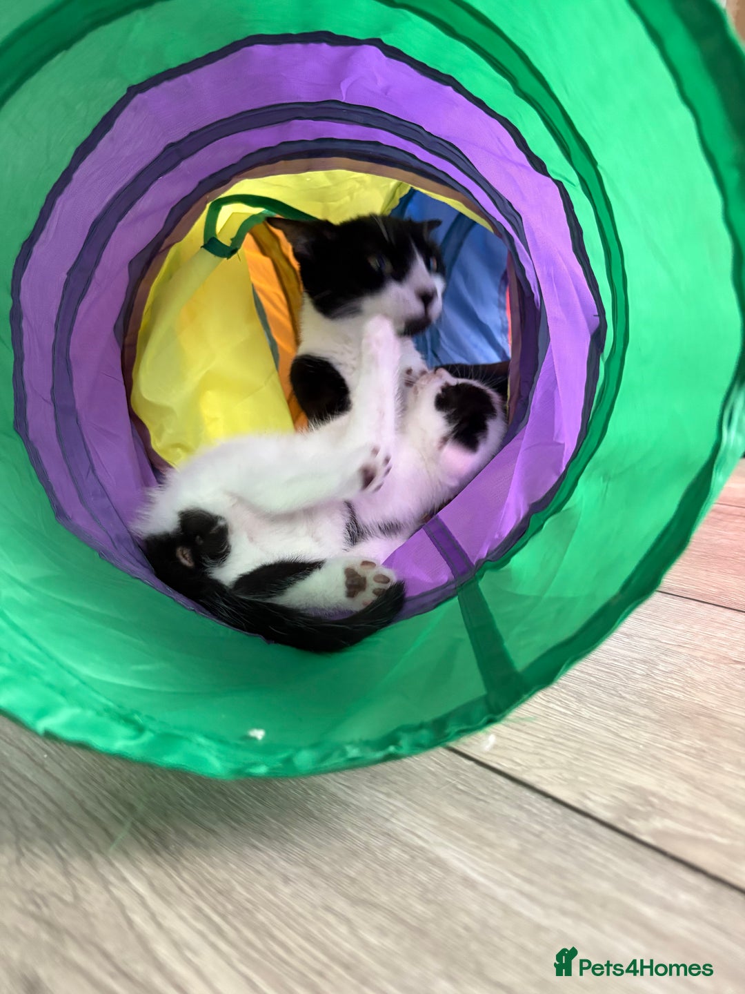 British Shorthair cats for sale: Male and Female kittens  - Image 5