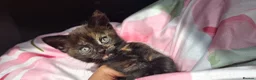 Mixed Breed cats for sale: Adorable kittens looking for loving homes - Advert 8