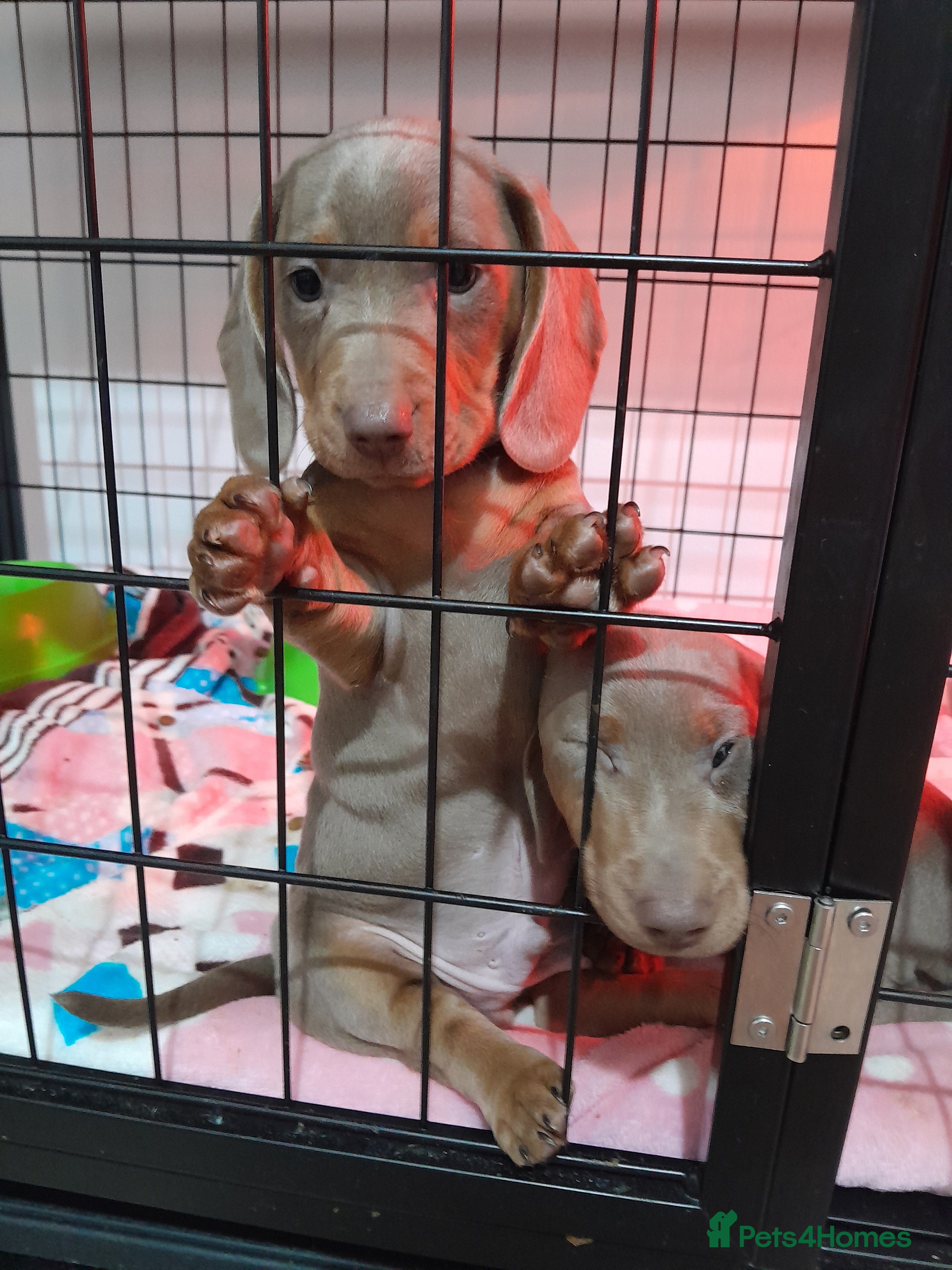 Miniature Dachshund dogs 2 mini dachshund - Advert 10