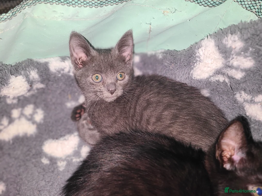 Mixed Breed cats for sale: Lilac girl kitten  - Advert 7