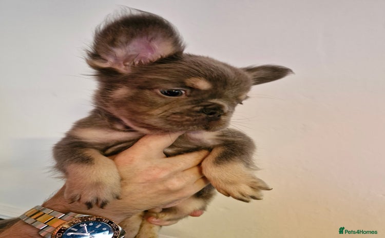 French Bulldog dogs KC Reg Lilac & Tan Fluffy French Bulldogs For Sale - Advert 3