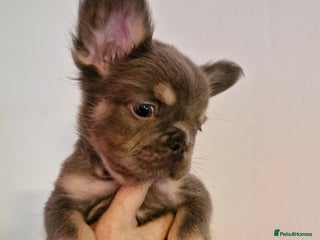 French Bulldog dogs KC Reg Lilac & Tan Fluffy French Bulldogs For Sale - Advert 6