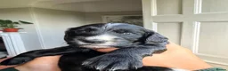 Cocker Spaniel dogs for sale: KC REGISTERED WORKING COCKER SPANIEL PUPPIES - Advert 13