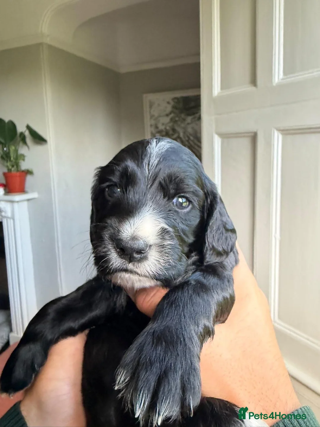 Cocker Spaniel dogs for sale: KC REGISTERED WORKING COCKER SPANIEL PUPPIES - Advert 13