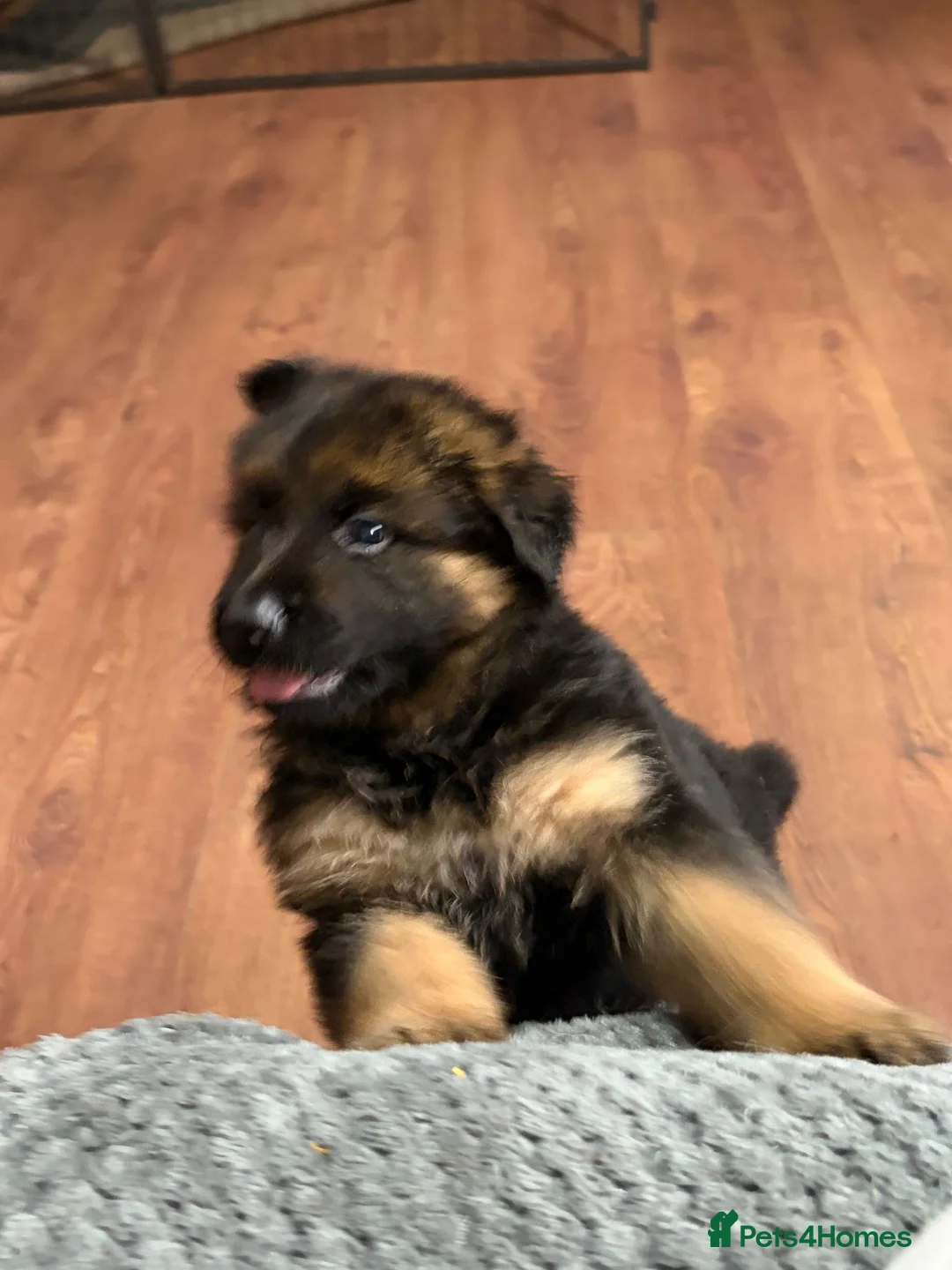 German Shepherd dogs for sale: German shepherd puppies  in Houghton le Spring - Advert 2