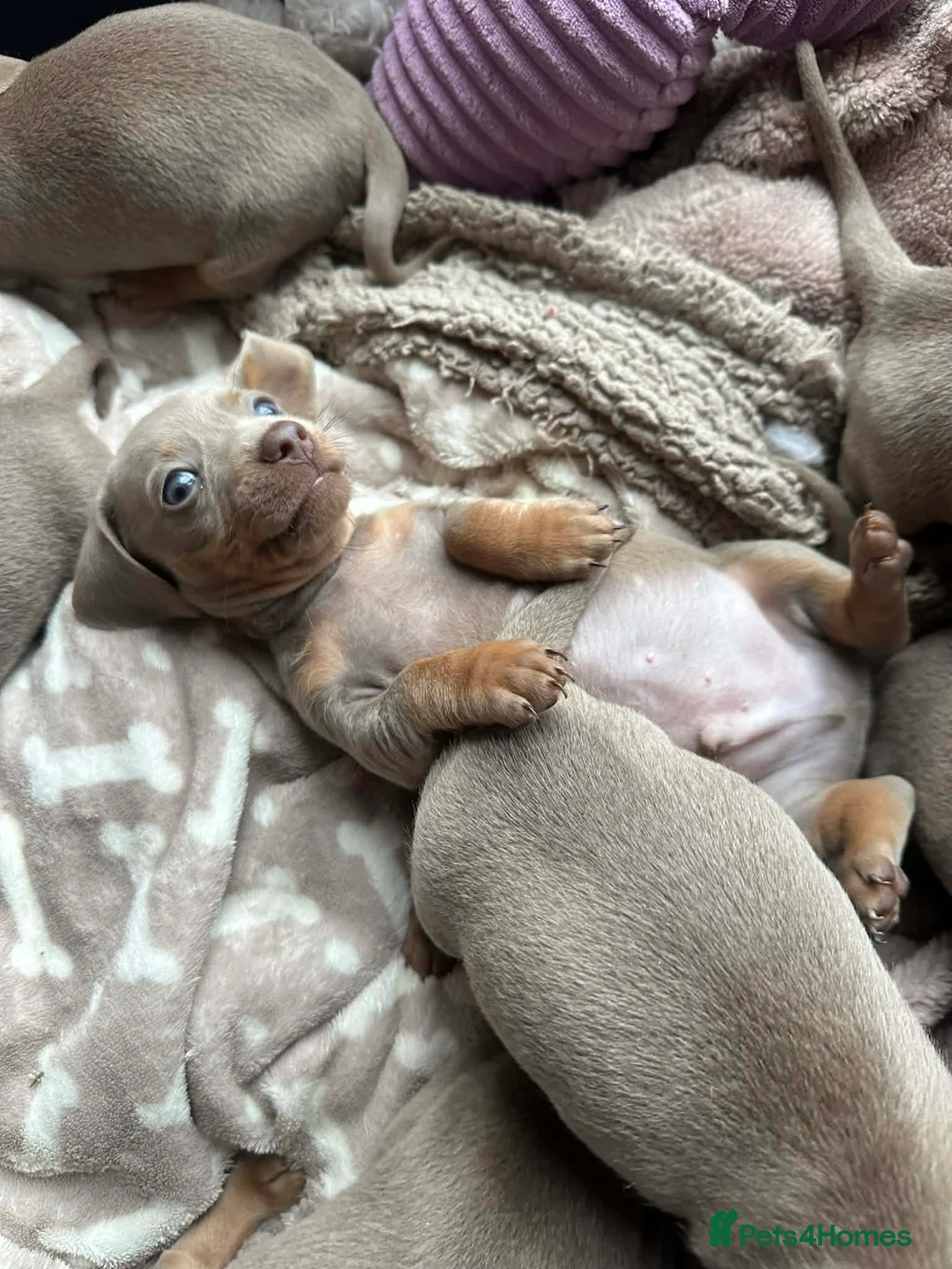 Miniature Dachshund dogs for sale: MINIATURE DACHSHUNDS KC REGISTERED in Manningtree - Advert 2