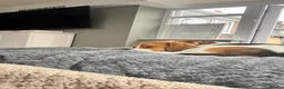 Beagle dogs for sale: Lovely, beautiful beagle for sale - Advert 6