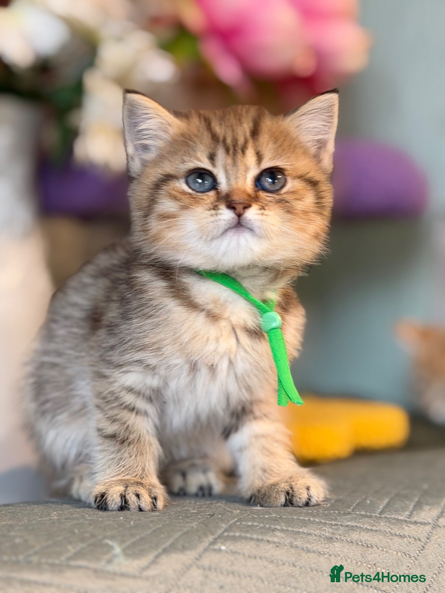 British Shorthair cats British sh/longhair odd/blue eyed golden kittens - Advert 2