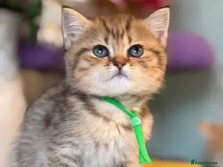 British Shorthair cats British sh/longhair odd/blue eyed golden kittens - Advert 2