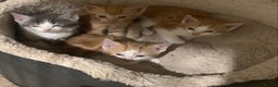 Domestic Shorthair cats for sale: Domesticated Short haired Kittens  - Advert 2