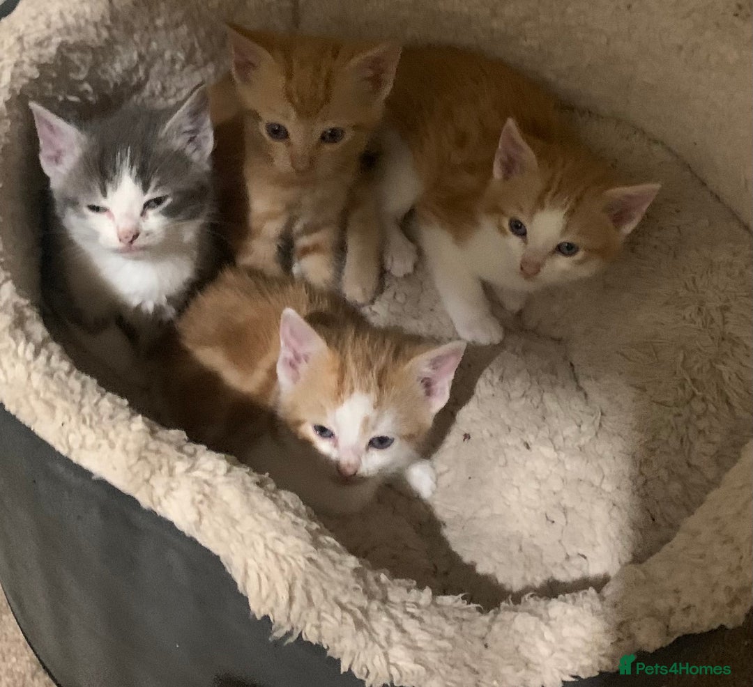 Domestic Shorthair cats for sale: Domesticated Short haired Kittens  - Advert 2