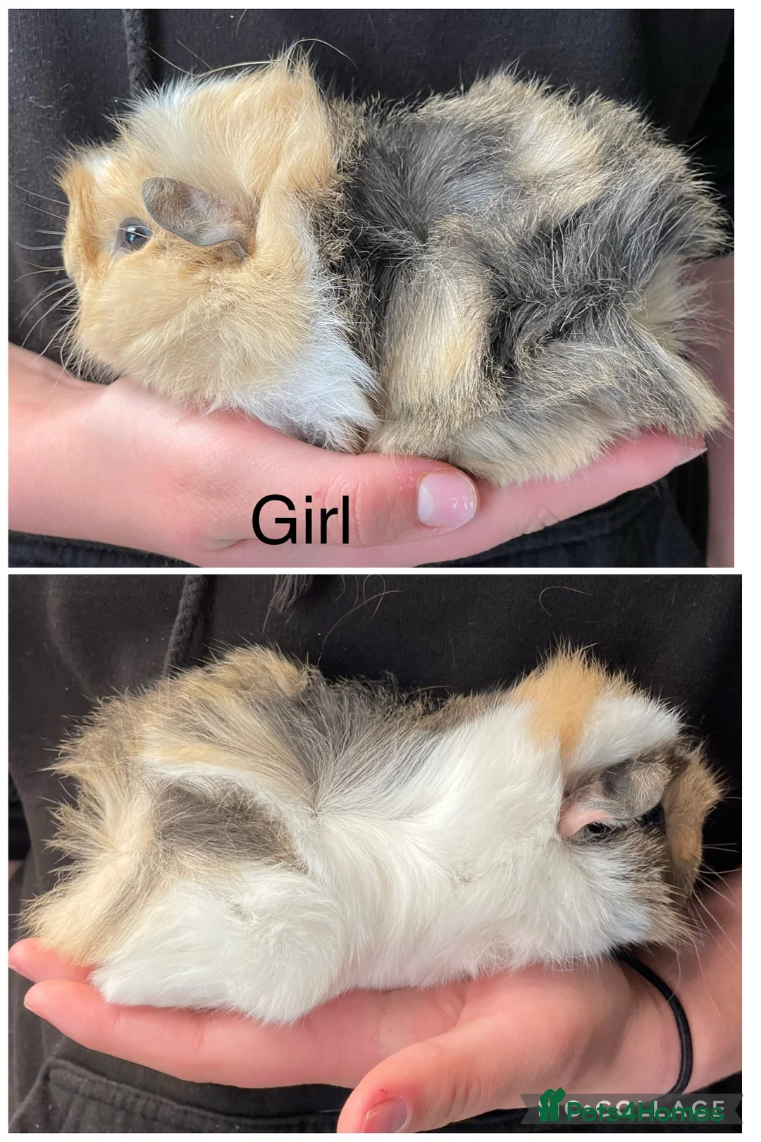 Guinea Pig rodents for sale: Baby guinea pigs  - Advert 1