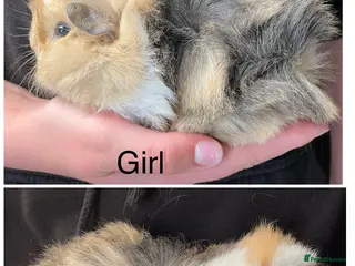 Guinea Pig rodents Baby guinea pigs - Advert 1