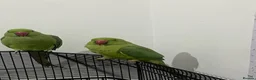 Ringnecks birds for sale: Beautiful Female Indian Ringneck–Friendly & Health - Advert 2