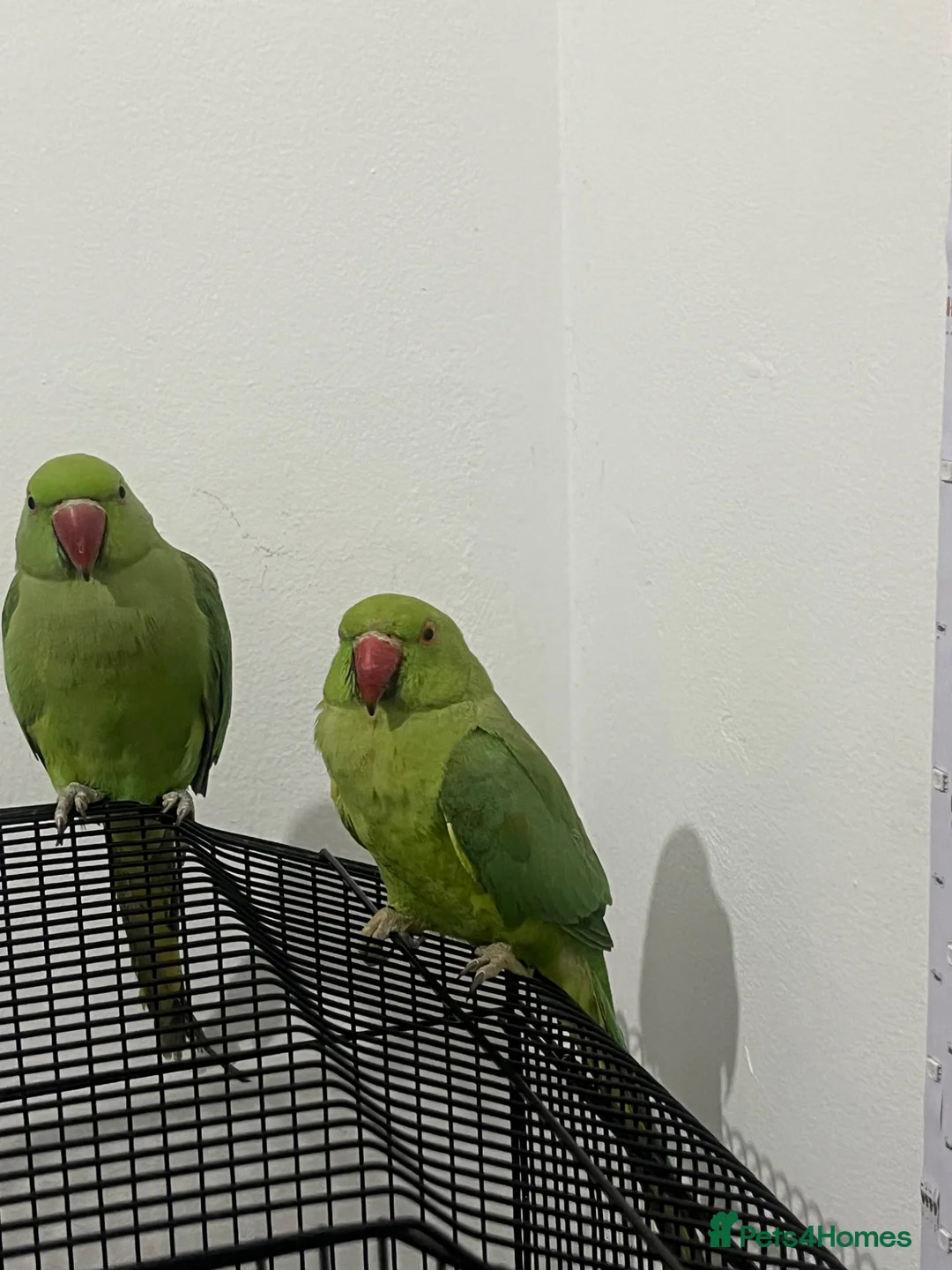 Ringnecks birds for sale: Beautiful Female Indian Ringneck–Friendly & Health - Advert 2