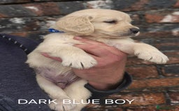 Golden Retriever dogs for sale: KC GOLDEN RETRIEVER PUPPIES HEALTH TESTED PARENTS  - Image 9