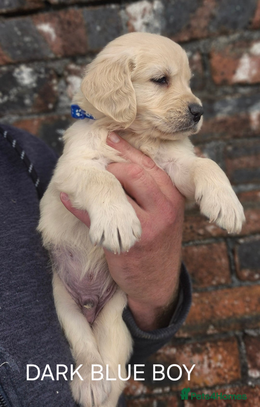 Golden Retriever dogs for sale: KC GOLDEN RETRIEVER PUPPIES HEALTH TESTED PARENTS  - Image 9
