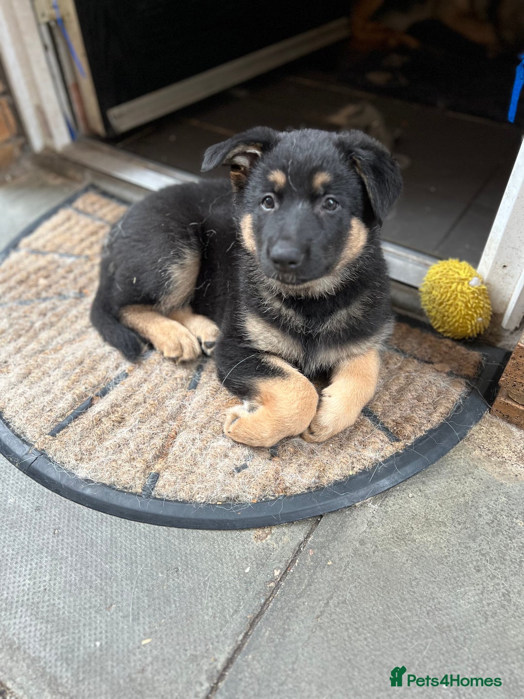 German Shepherd dogs for sale: REDUCED German shepherd puppies 8 was old - Advert 32