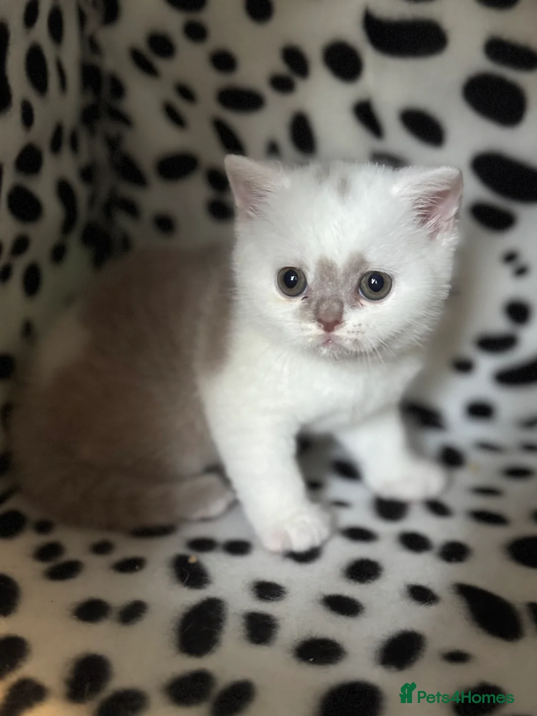 British Shorthair cats for sale: Tica reg lilac harlequin bsh  - Advert 4