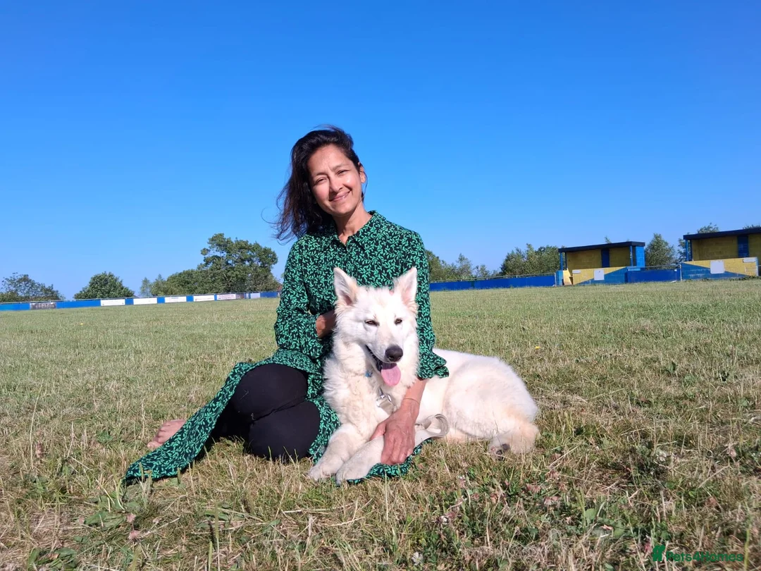 Mixed Breed dogs for sale: Puppies Available  - Advert 2
