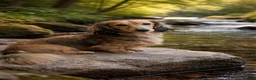 Miniature Dachshund dogs for stud: Miniature long dachshund shaded cream  in Henley-in-Arden - Advert 1