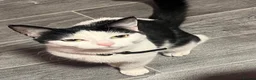 Mixed Breed cats for sale: 1 year old cat for sale. Needs a home urgently  in Nottingham - Advert 3