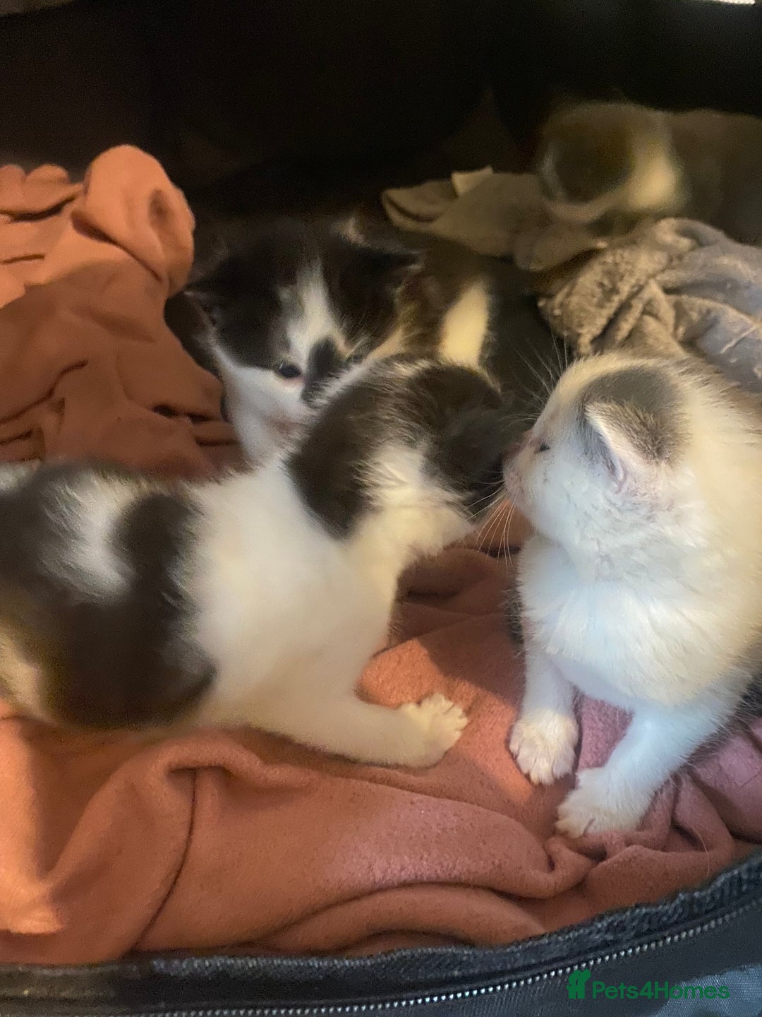 Mixed Breed cats for sale: Beautiful fluffy kittens - Advert 3