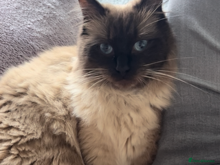 Ragdoll cats Ragdoll Male - Advert 1