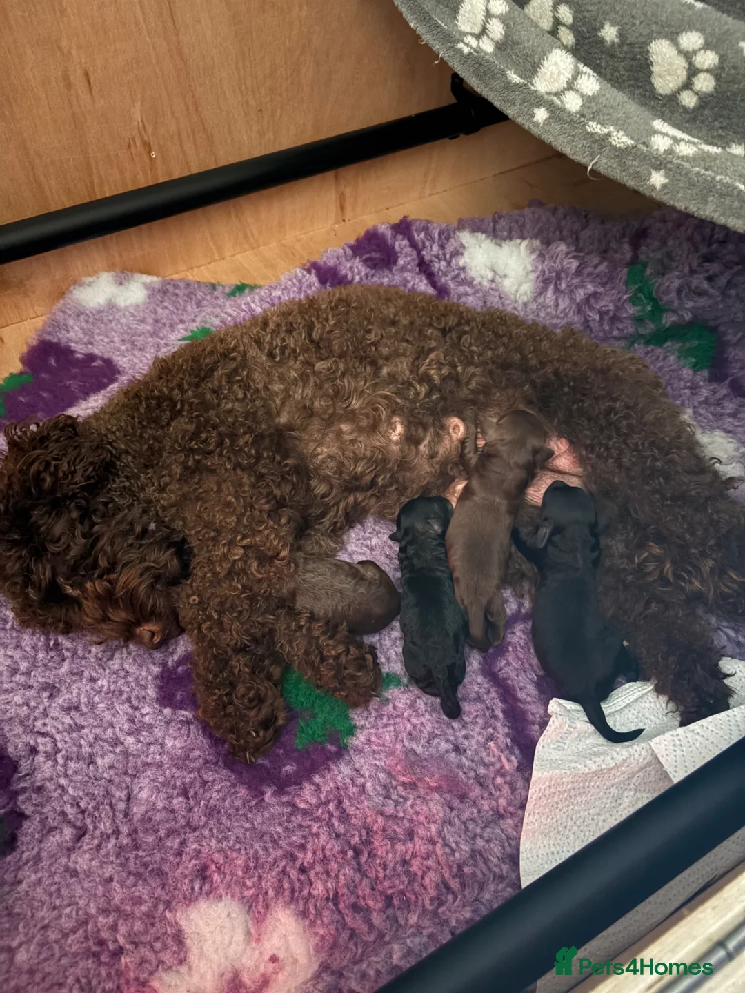 Cockapoo dogs for sale: F1B cockapoo’s 1 male and 3 female - Advert 1