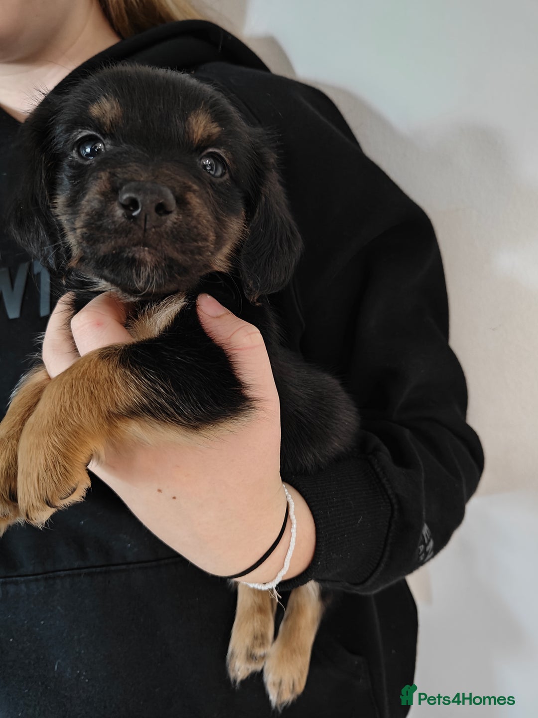 Mixed Breed dogs for sale: Jackweenie male puppies - Image 28