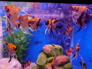 Other/Mixed Breed fish Fish Stock List - Updated Regularly - Advert 3