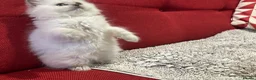 British Shorthair cats for sale: Stunning British shorthaired and longhair kittens  - Advert 22