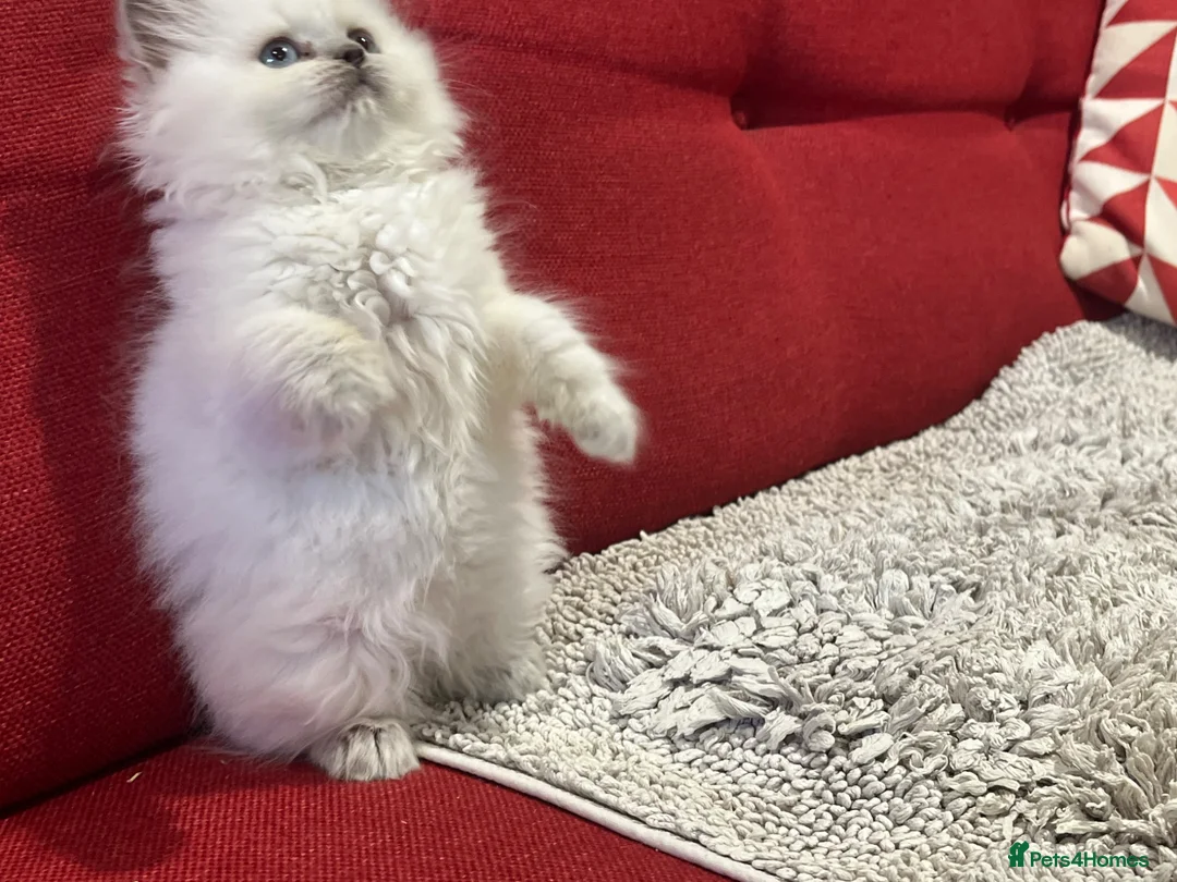 British Shorthair cats for sale: Stunning British shorthaired and longhair kittens  - Advert 22