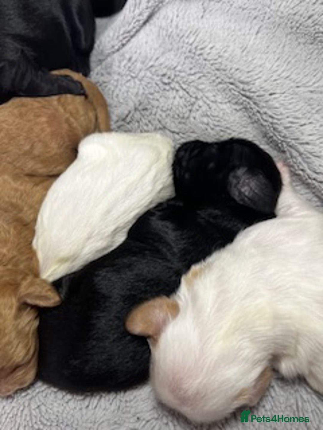 Australian Labradoodle dogs for sale: 6 Gorgeous Australian Labradoodle Puppies - Image 6