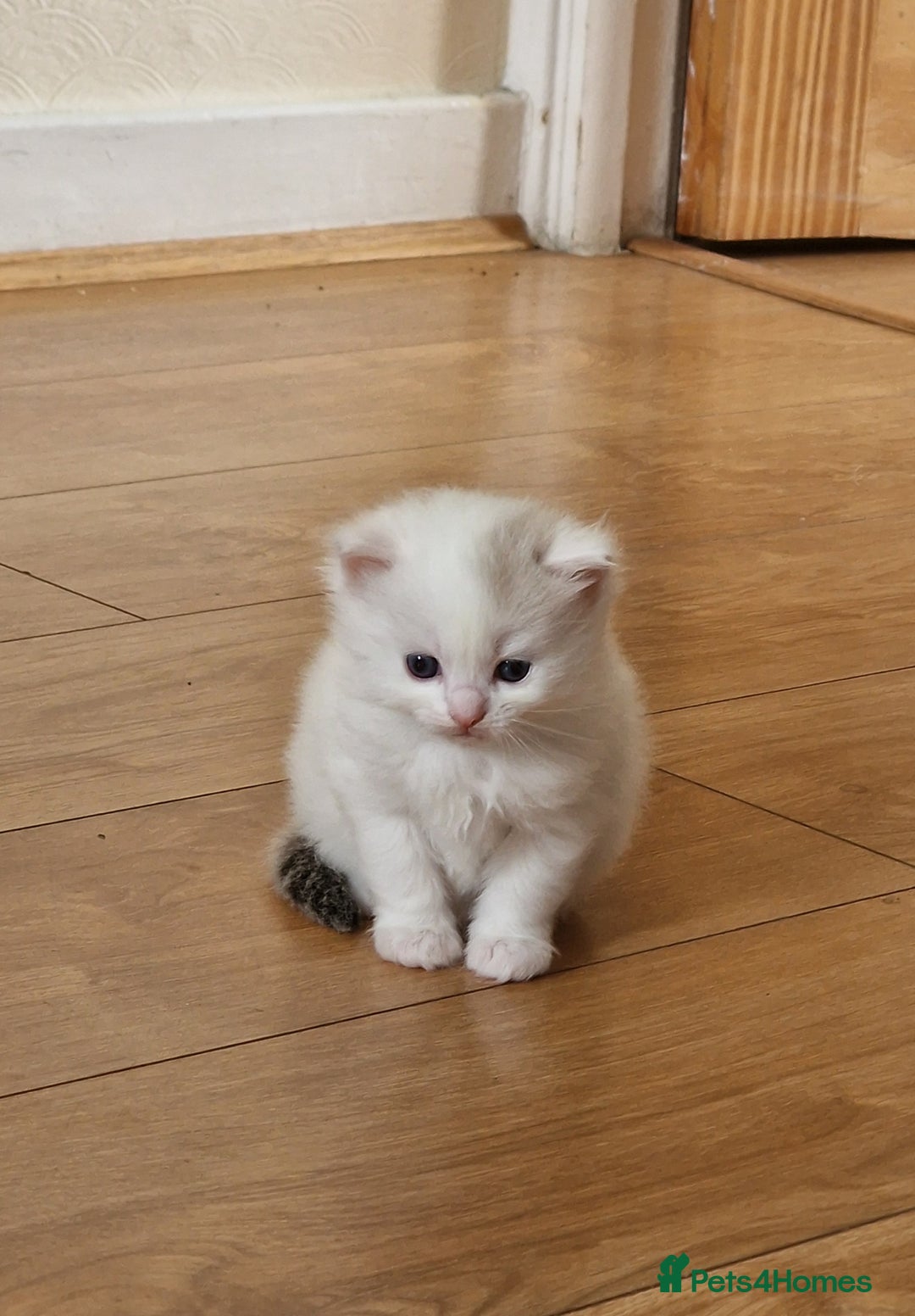Mixed Breed cats for sale: Rare Norwegian Forest ×Ragdoll Kitten - Image 10