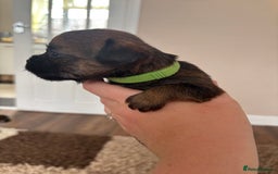 Border Terrier dogs for sale: Border terrier pups - Image 13